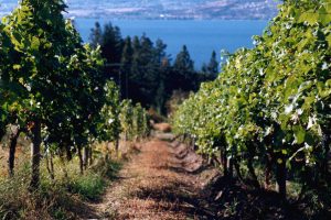 Summerhill Estate Winery (13)